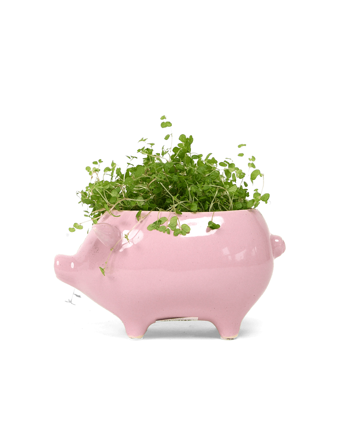 Pig Ceramic Indoor Plant Pot For Succulents - Chive Ceramics Studio - Pots - Chive Ceramics Studio