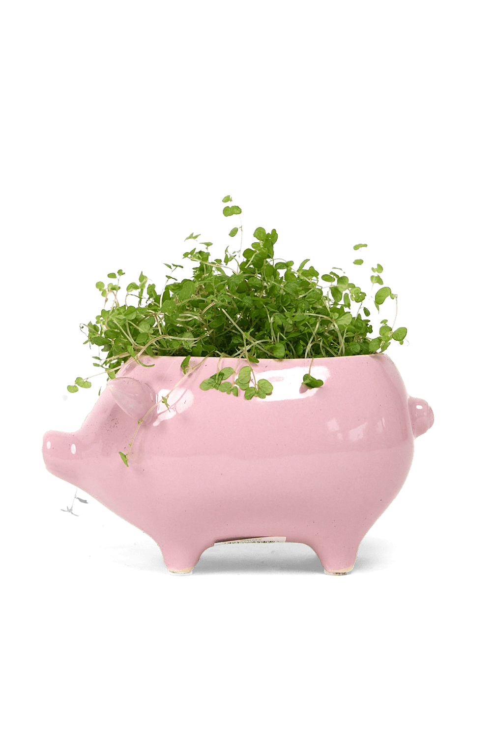 Pig Ceramic Indoor Plant Pot For Succulents - Chive Ceramics Studio - Pots - Chive Ceramics Studio