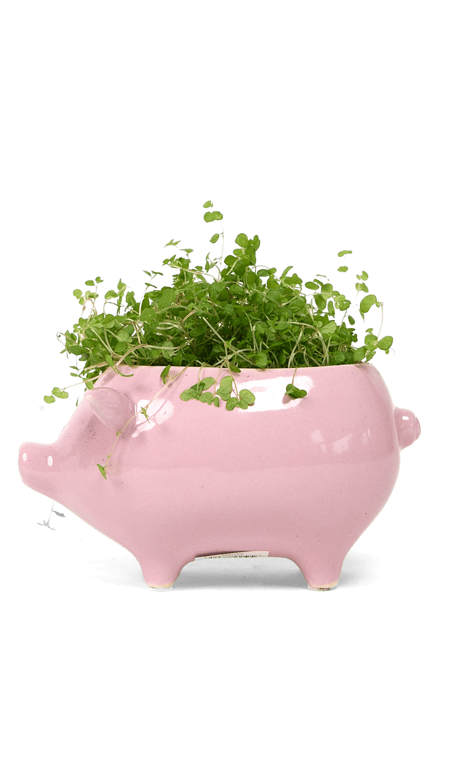 Pig Ceramic Indoor Plant Pot For Succulents - Chive Ceramics Studio - Pots - Chive Ceramics Studio