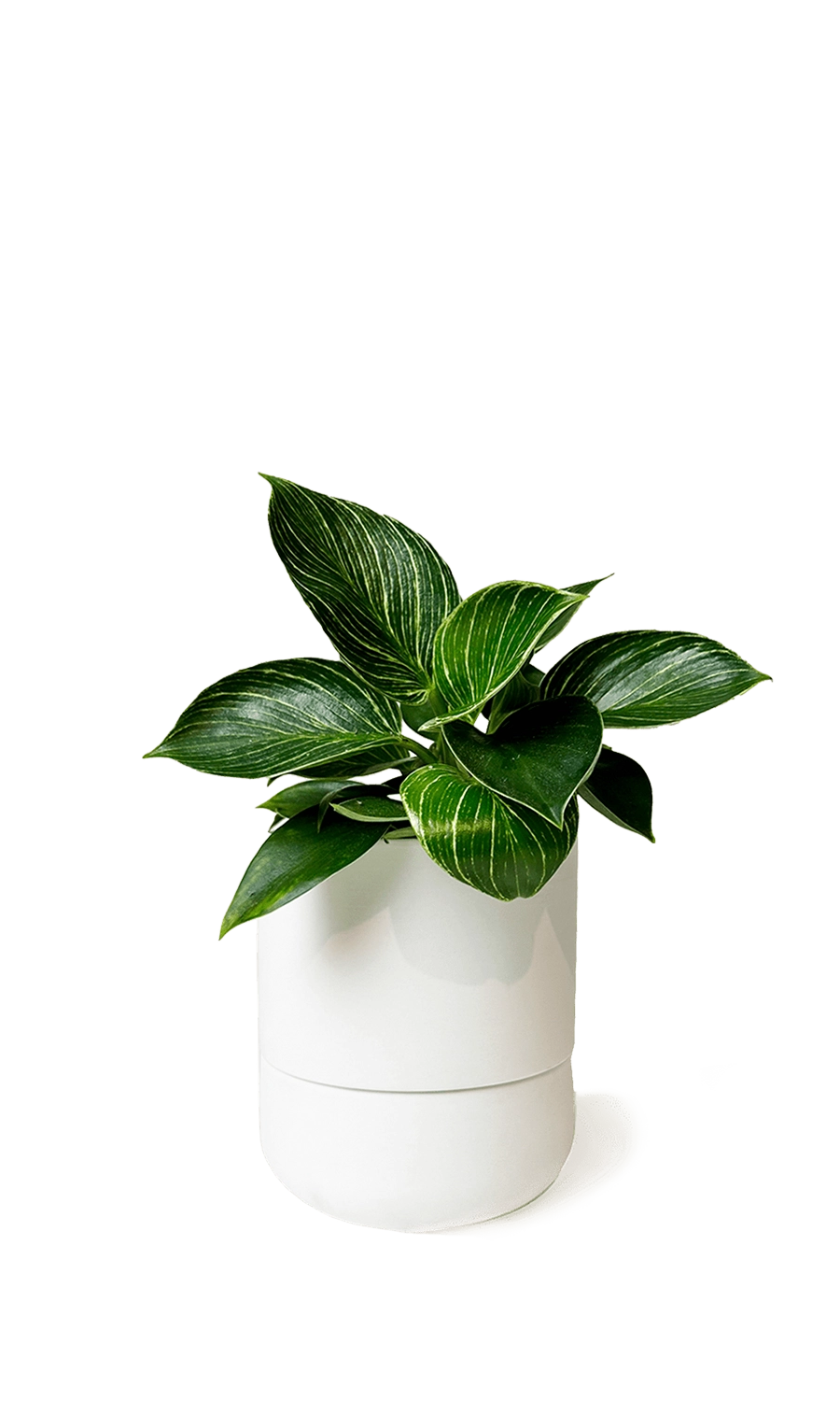 White Self-Watering Plant Pots - Ryan - handmade by Chive Studio Toronto