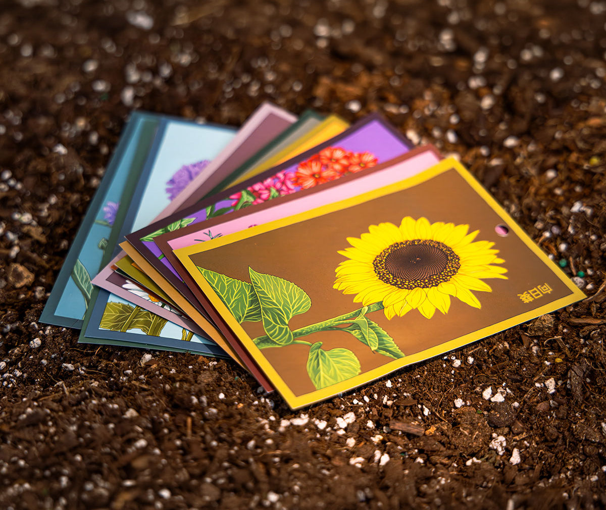 Shido Seeds packets styled in soil with sunlight — Chive Studio