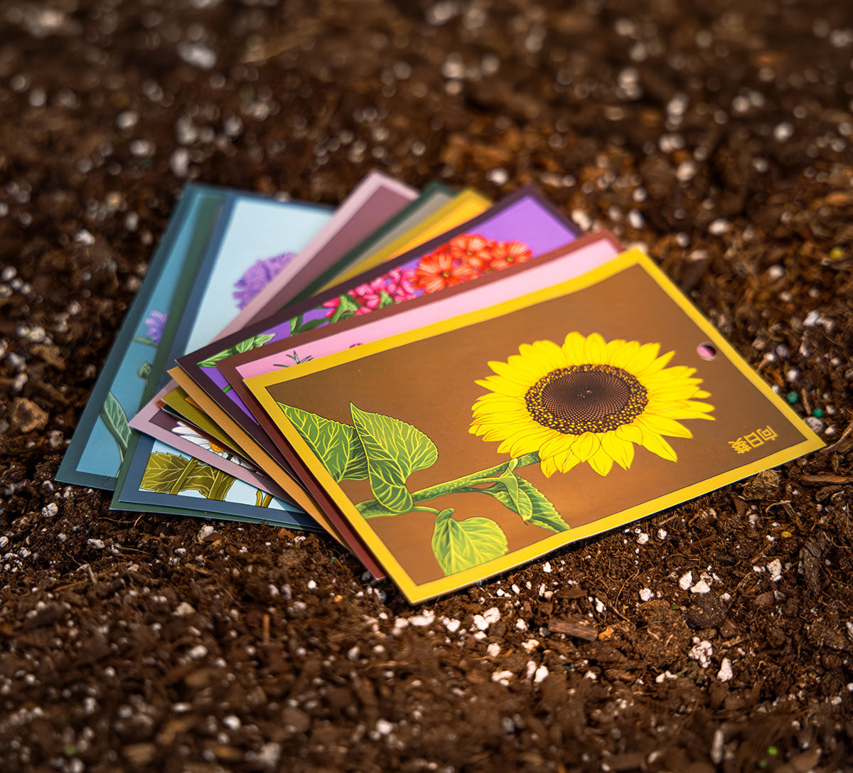 Shido Seeds packets styled in soil with sunlight — Chive Studio