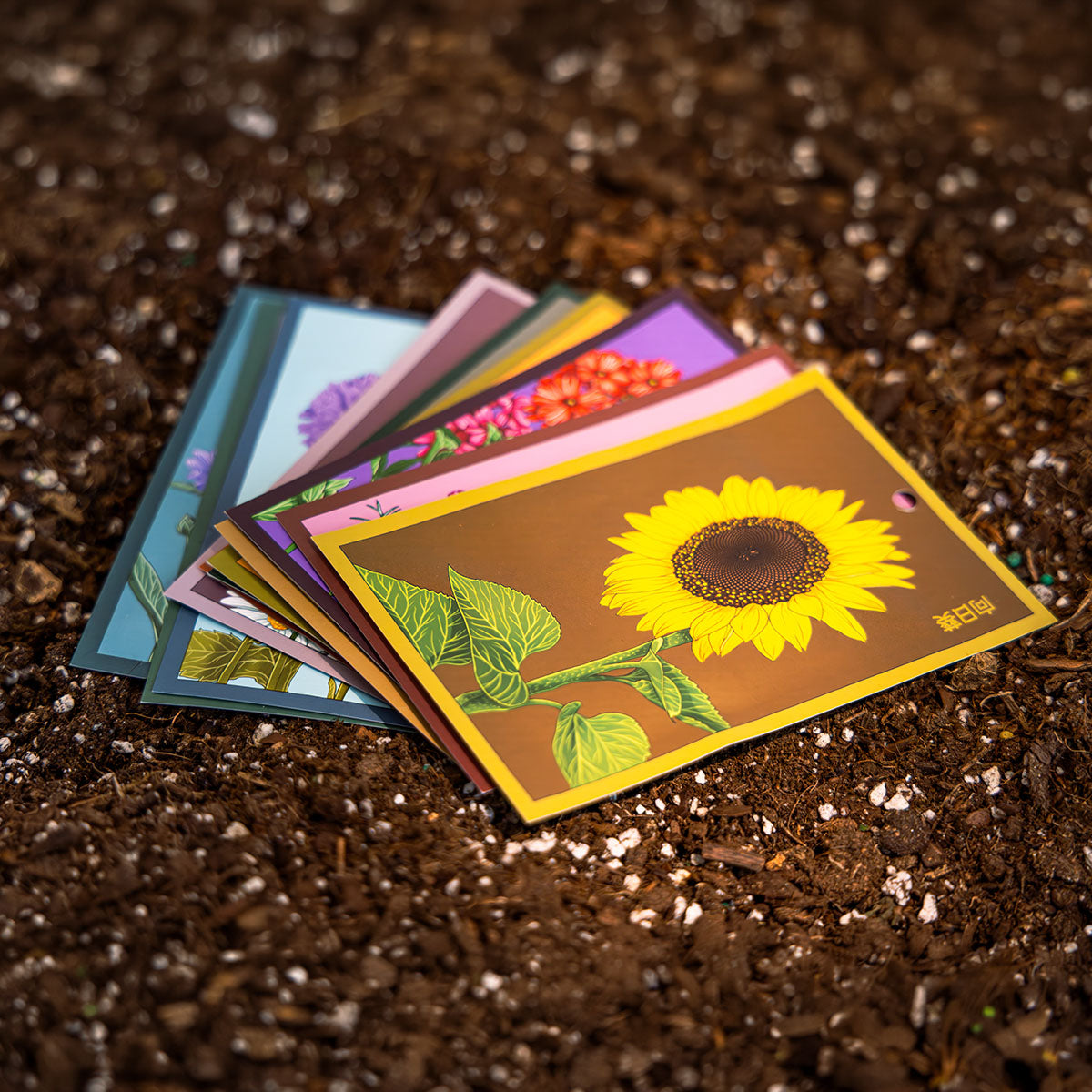 Shido Seeds packets styled in soil with sunlight — Chive Studio