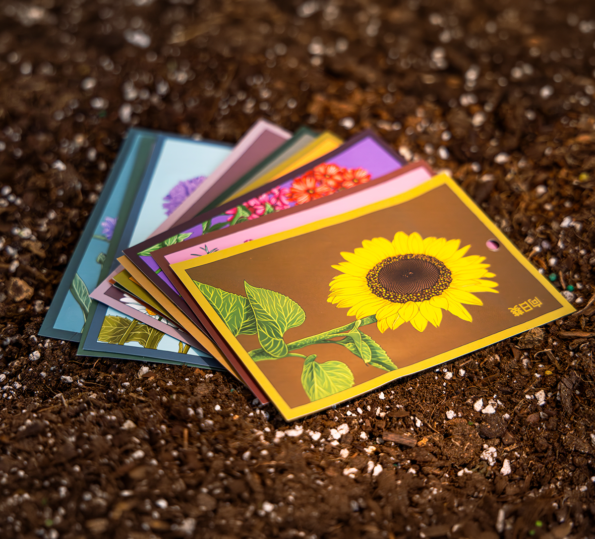 Shido Seeds packets styled in soil with sunlight — Chive Studio