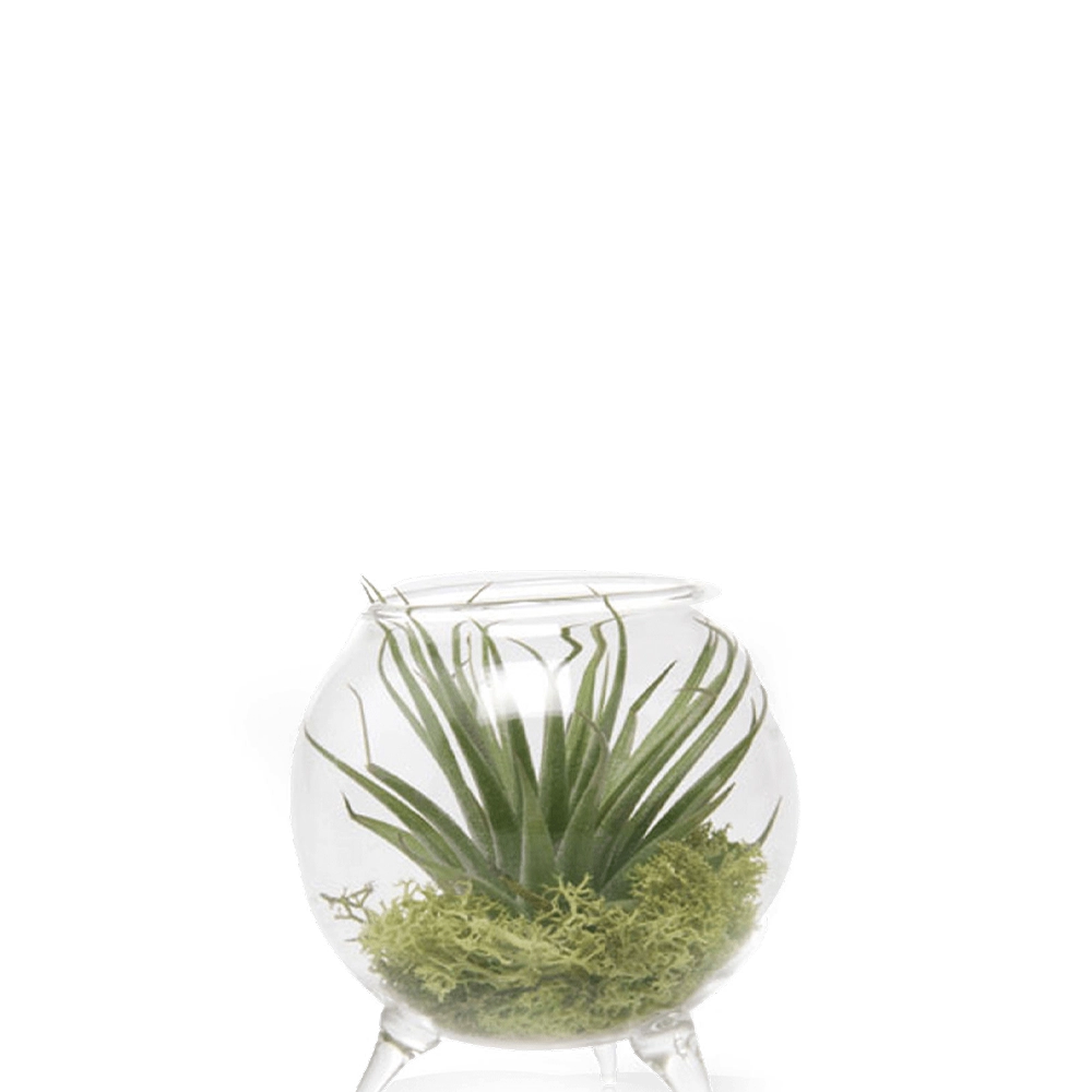 Clear Single Glass for Airplants - Terrarium - handmade by Chive Studio Toronto