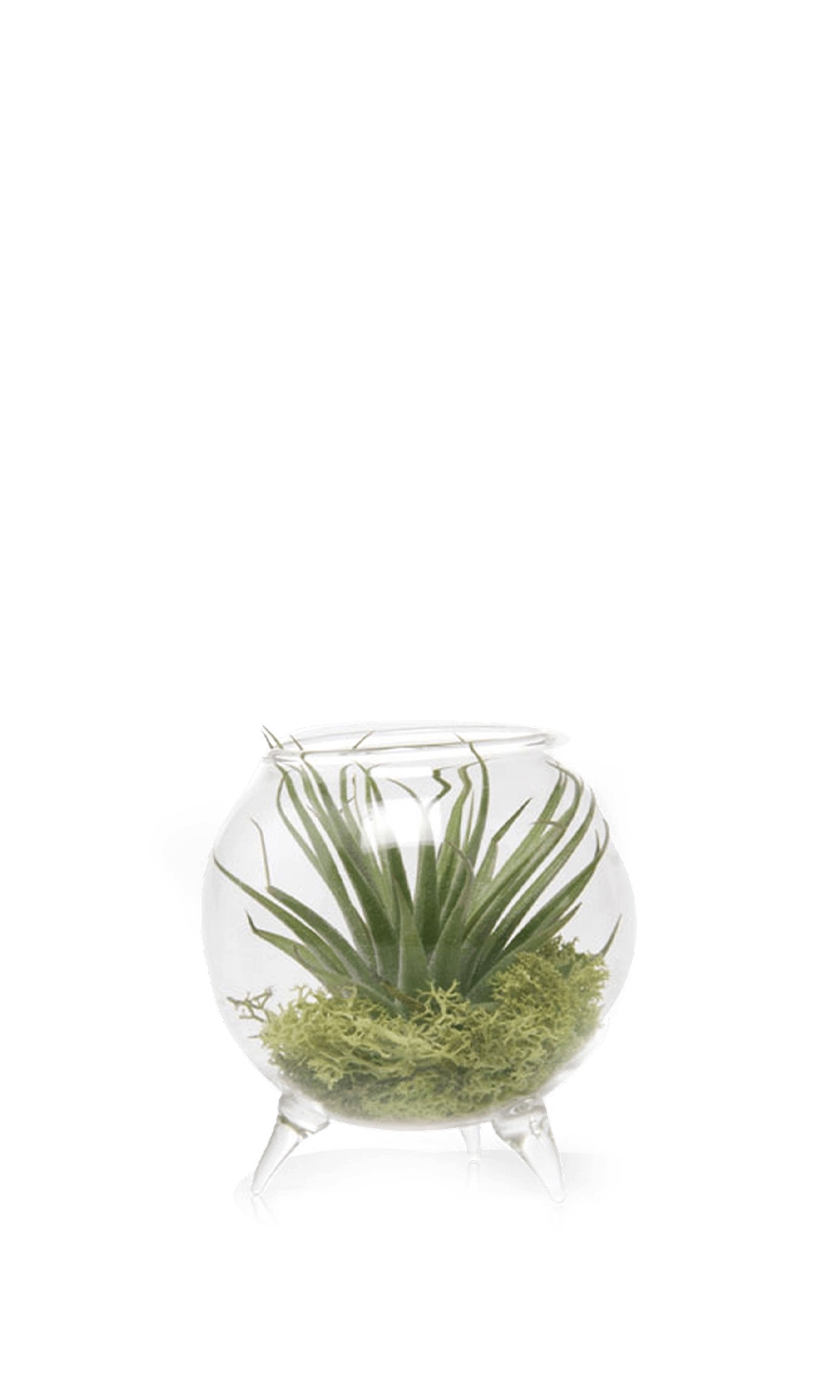 Clear Single Glass for Airplants - Terrarium - handmade by Chive Studio Toronto