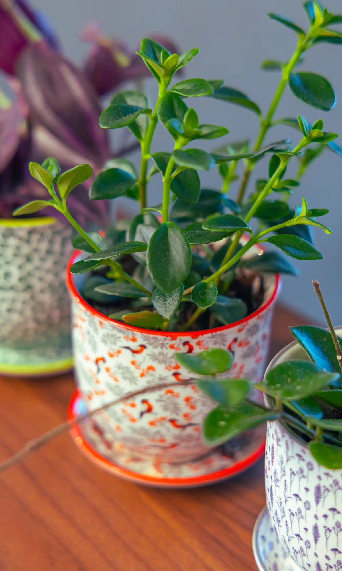 Chive Liberté small planters in red birds, blue feathers, and green leaves prints, each styled with a different houseplant.