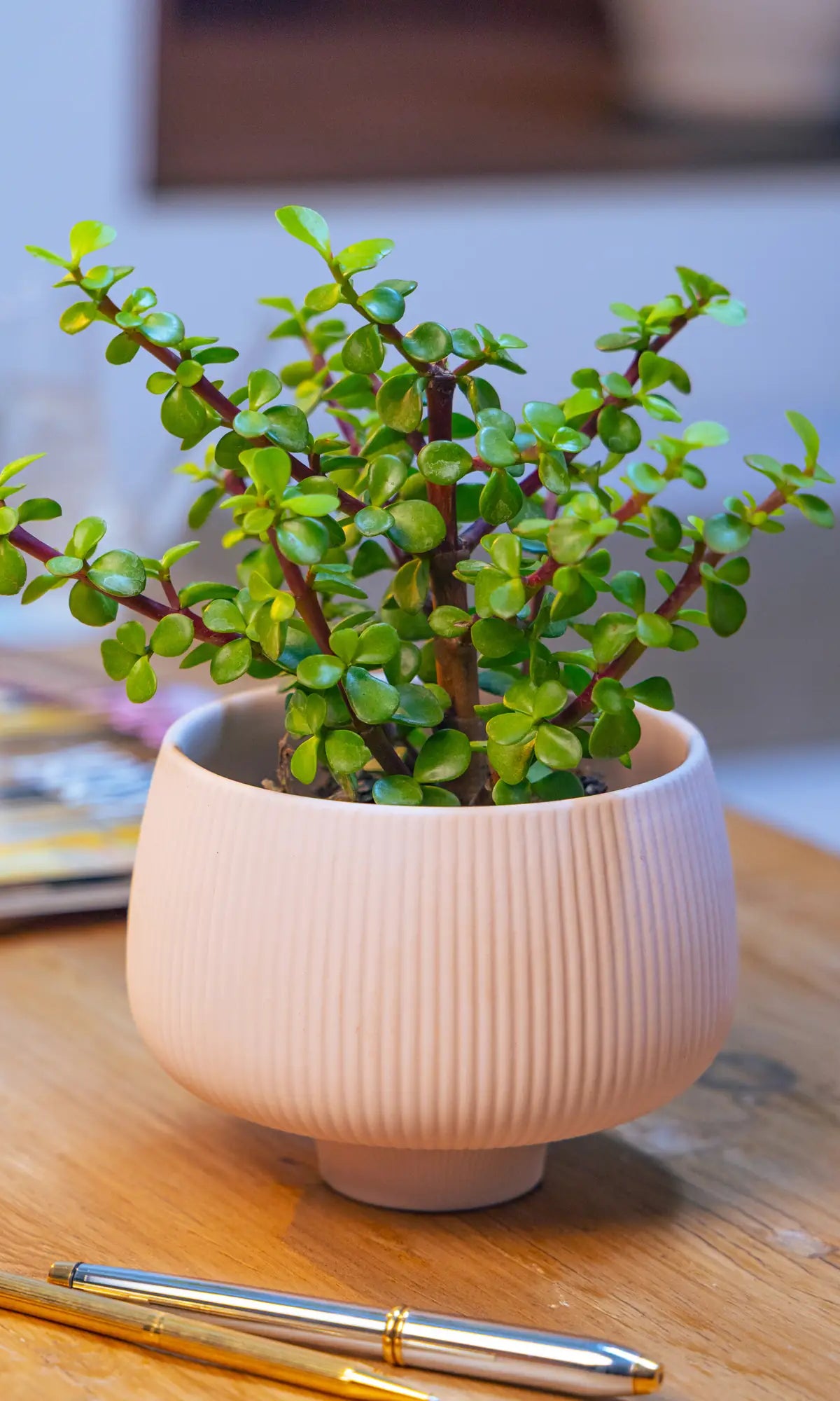 Chive Lilo small ceramic planter in blush with a ribbed texture and footed base, styled with a jade plant on a wood desk.