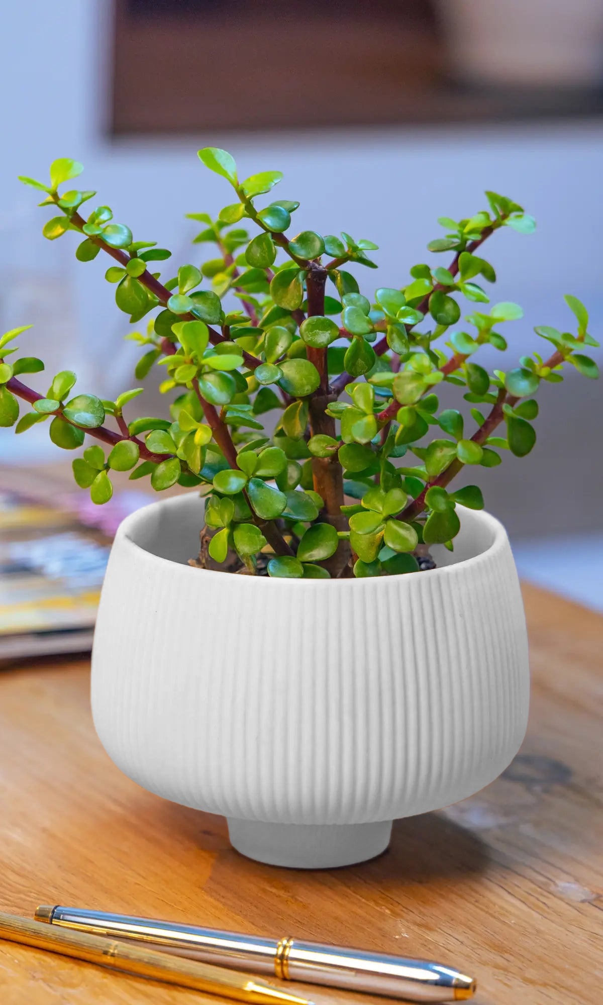 Chive Lilo small white ceramic planter with a ribbed texture and footed base, styled with a jade plant on a wood desk.