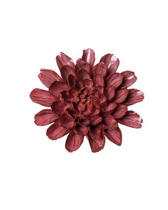 A single dark burgundy dahlia flower centered on a plain white background.