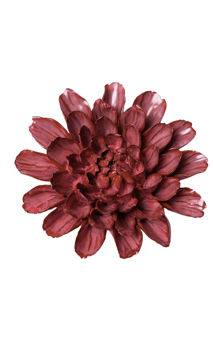 A single dark burgundy dahlia flower centered on a plain white background.