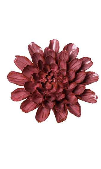A single dark burgundy dahlia flower centered on a plain white background.