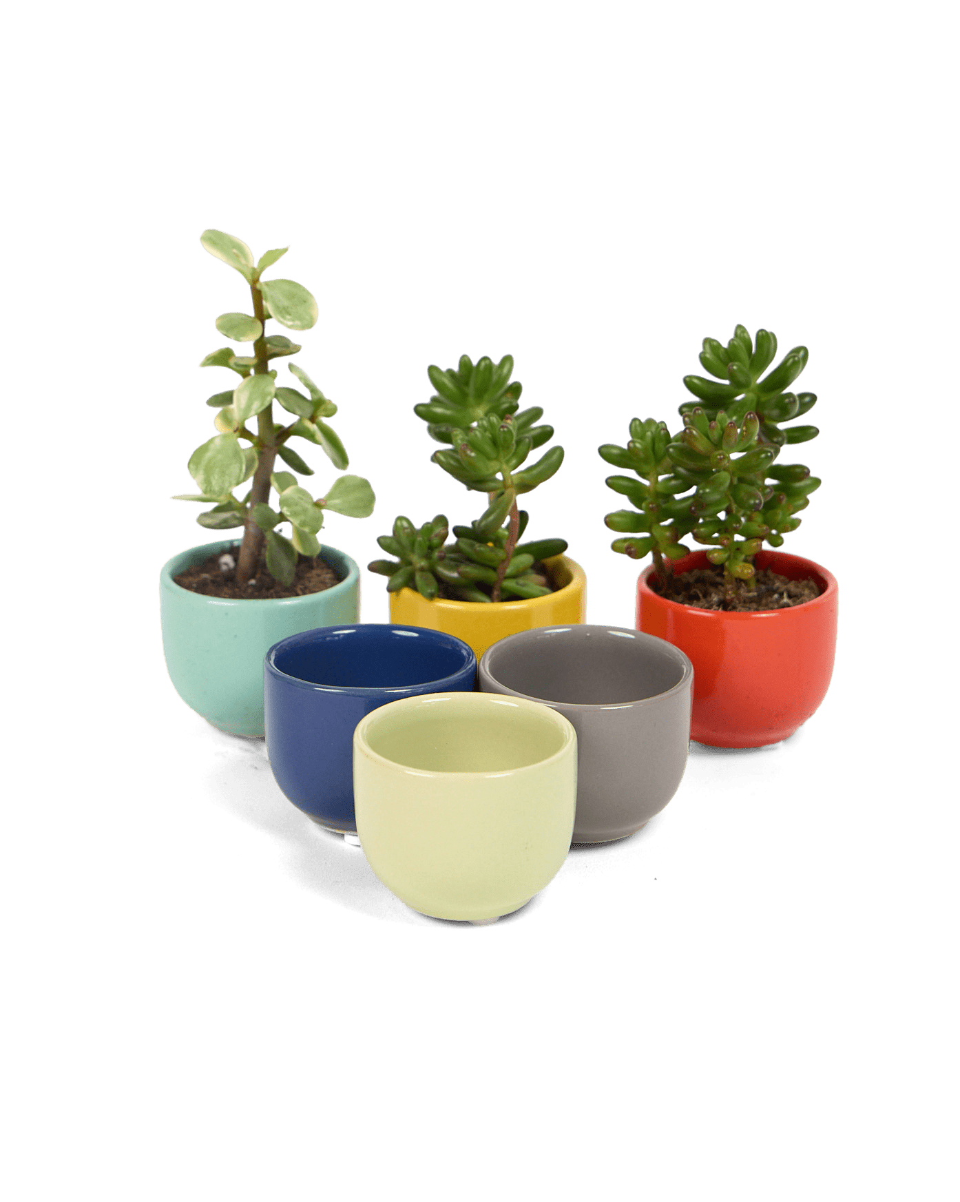 Succulent Cup Ceramic For Weddings - Chive Ceramics Studio - Pots - Chive US