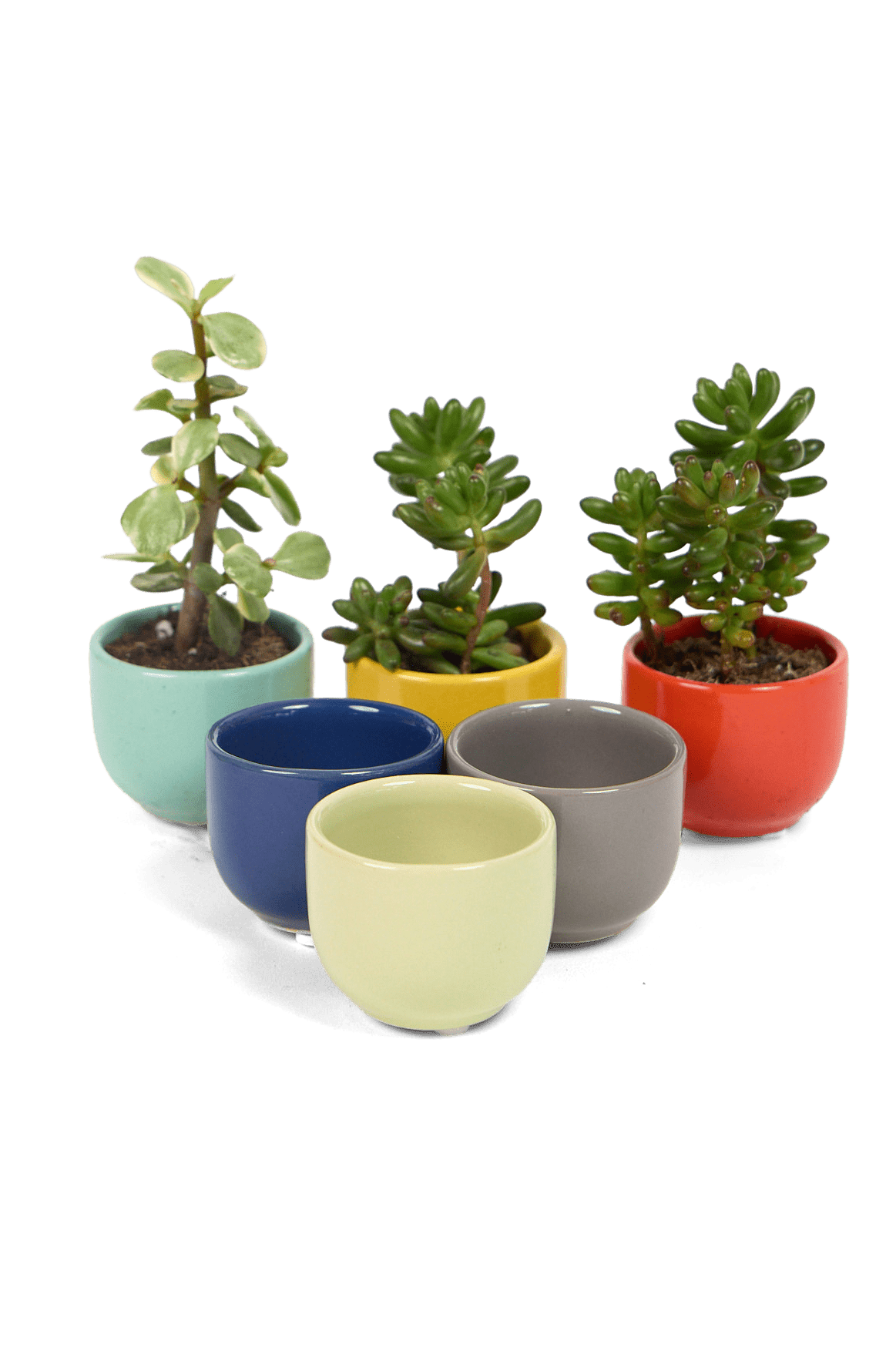 Succulent Cup Ceramic For Weddings - Chive Ceramics Studio - Pots - Chive US