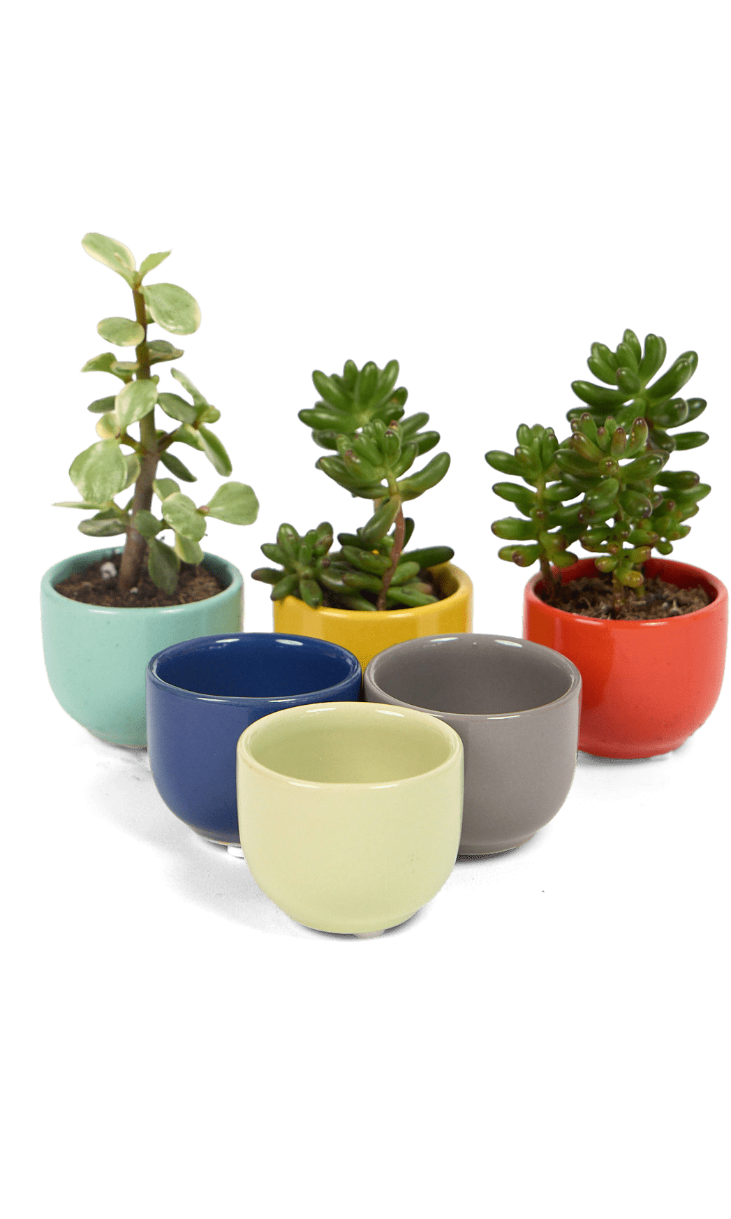 Succulent Cup Ceramic For Weddings - Chive Ceramics Studio - Pots - Chive US