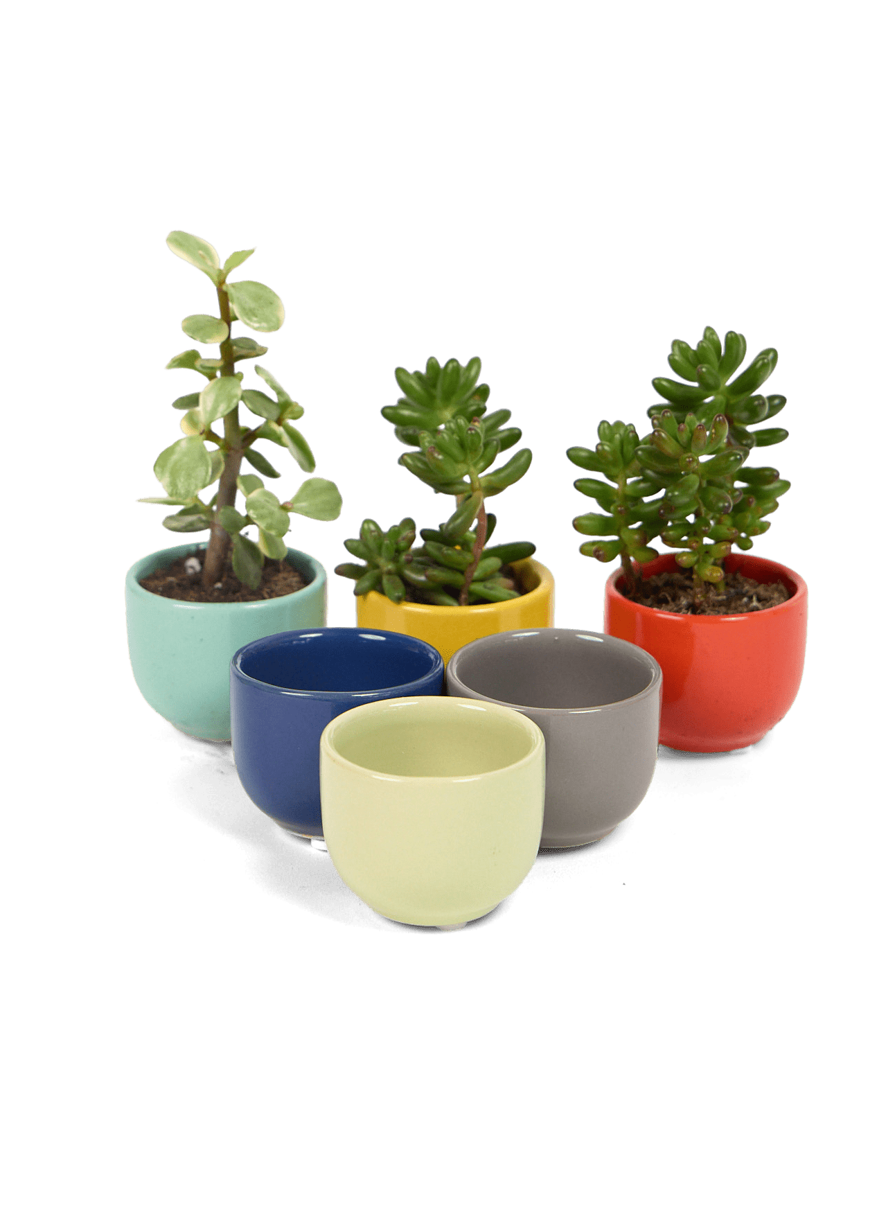 Succulent Cup Ceramic For Weddings - Chive Ceramics Studio - Pots - Chive US