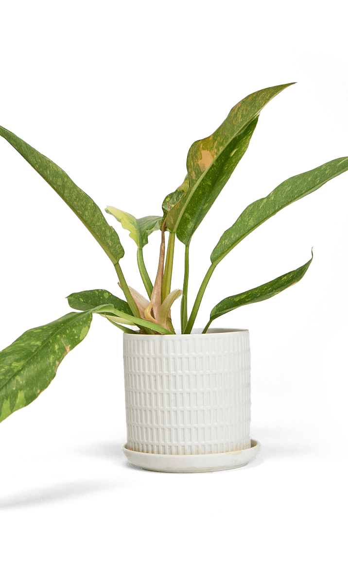 Virago Porcelain Large Indoor Pot With Drainage Hole And Saucer - Chive Ceramics Studio - Pots - Chive US