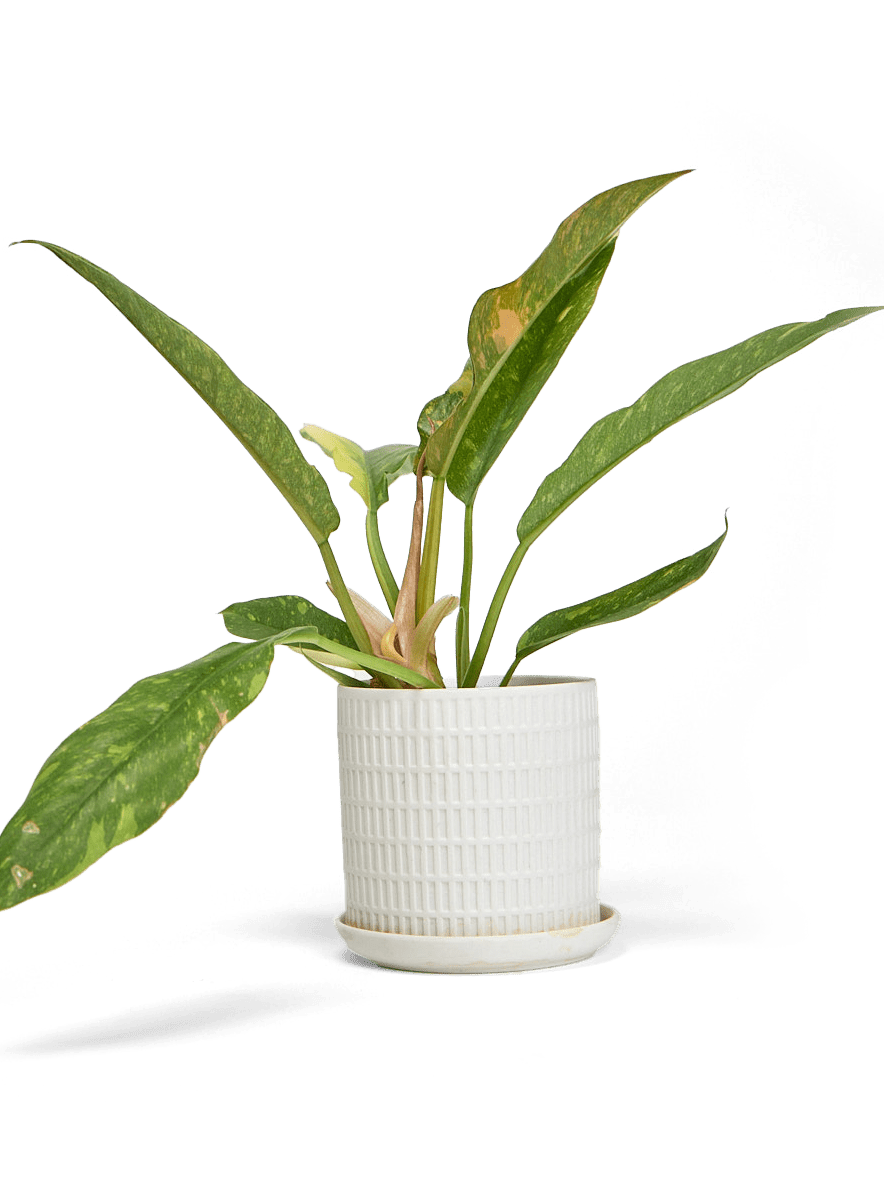 Virago Porcelain Large Indoor Pot With Drainage Hole And Saucer - Chive Ceramics Studio - Pots - Chive US