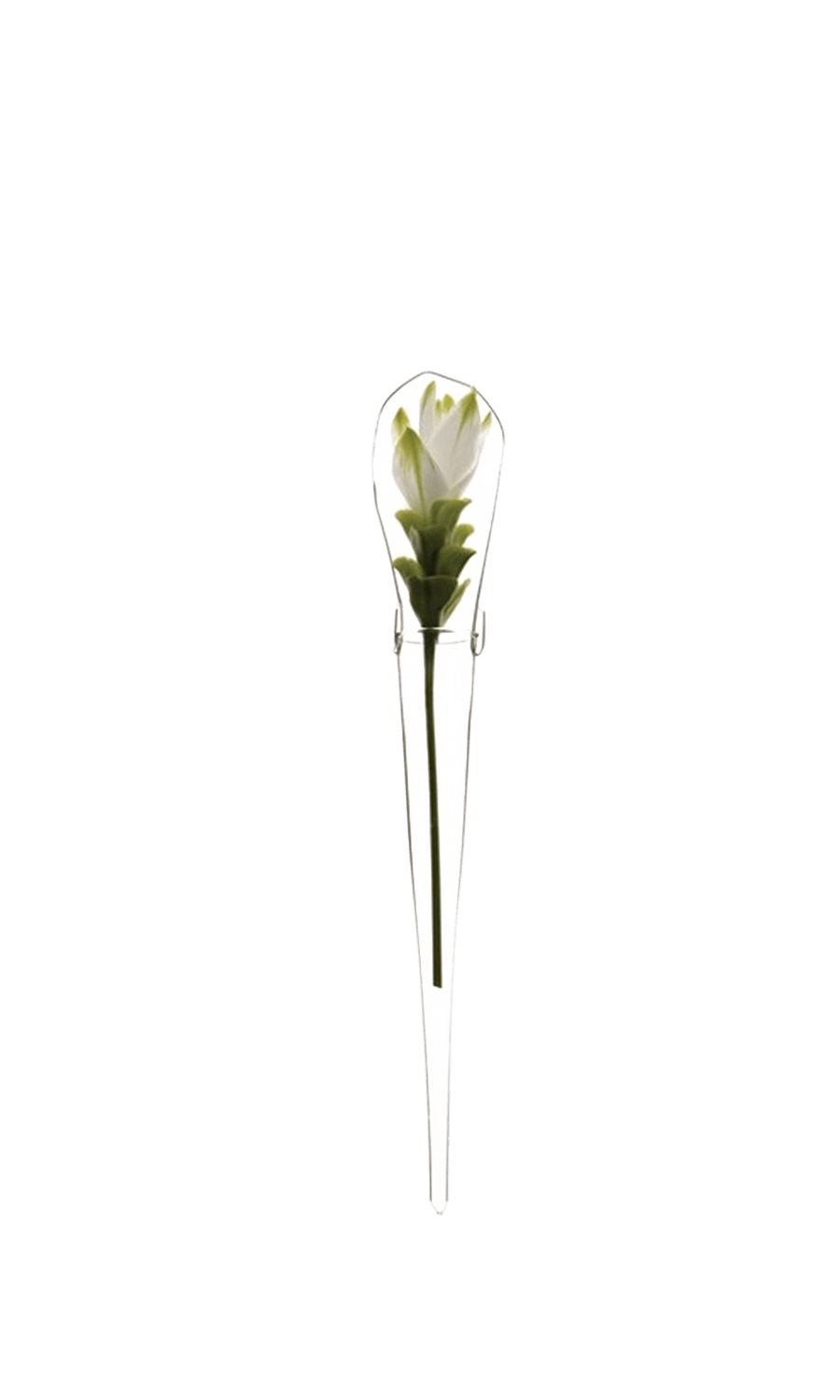 Clear Glass Modern Flower Vase - Window Cone - handmade by Chive Studio Toronto