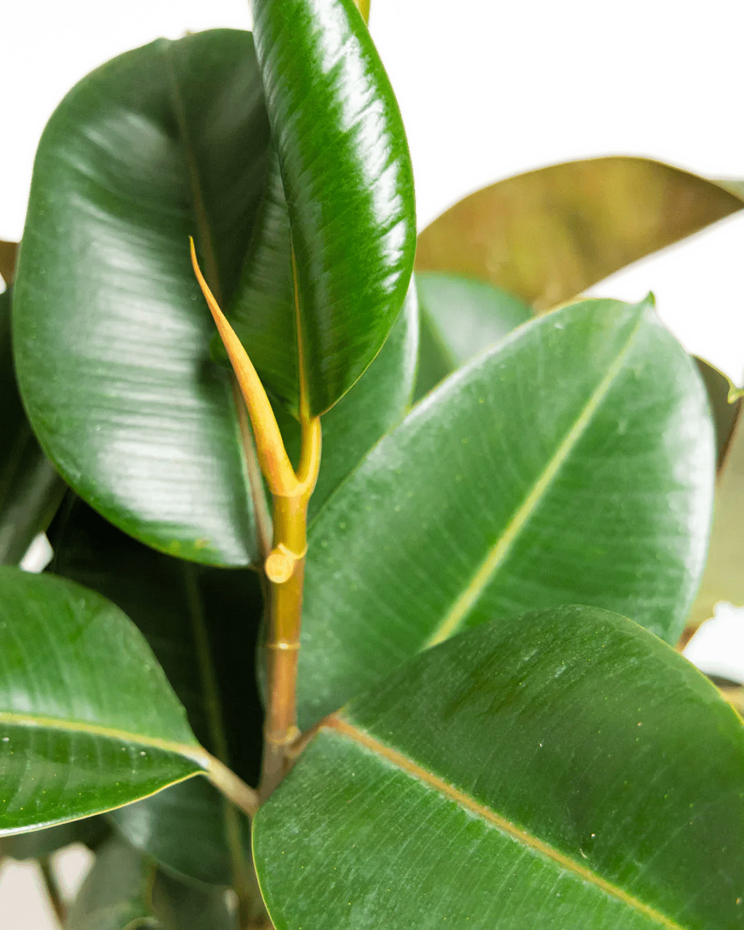 Ultimate Guide to Rubber Plants - Chive Ceramics Studio
