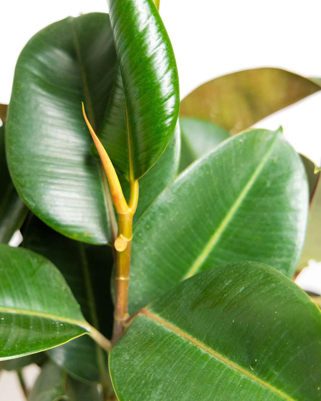 Ultimate Guide to Rubber Plants - Chive Ceramics Studio