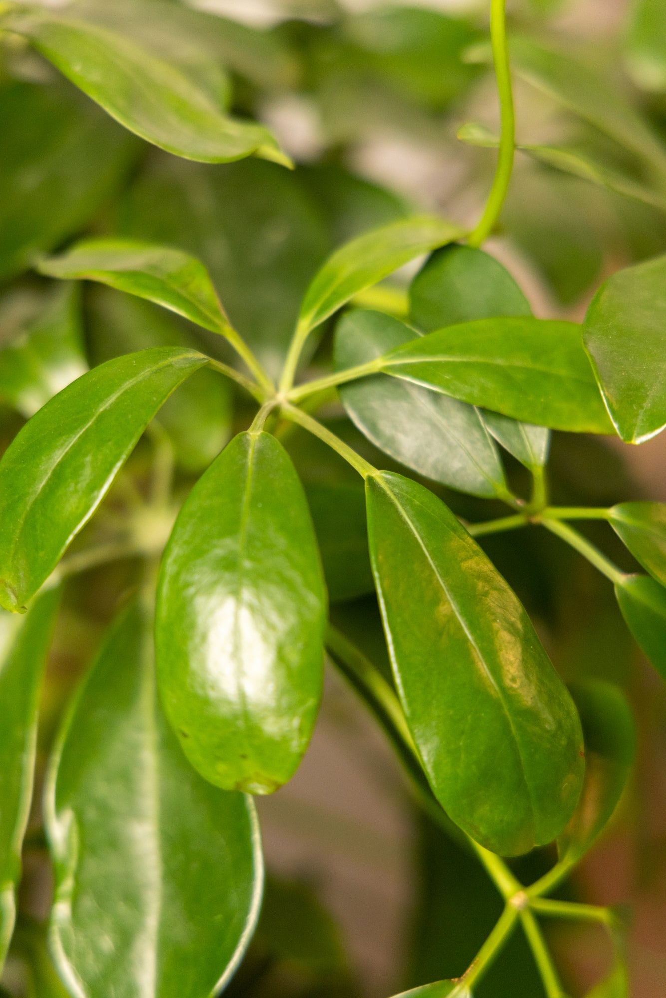 The Botanical Circus: A Guide to Large Plant Care - Chive Ceramics Studio