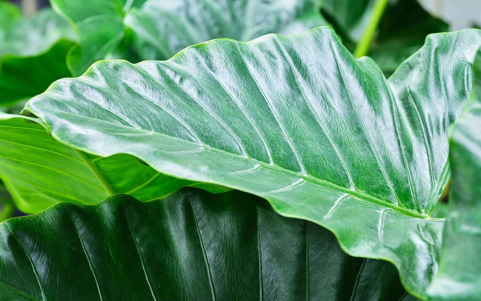 Alocasia 2024 leaf