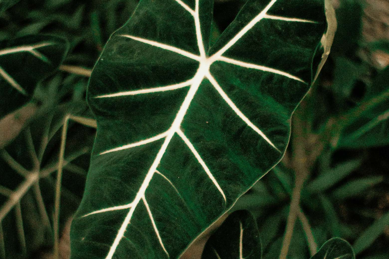 A close-up of a dark green Alocasia leaf with prominent white veins, surrounded by other green foliage.