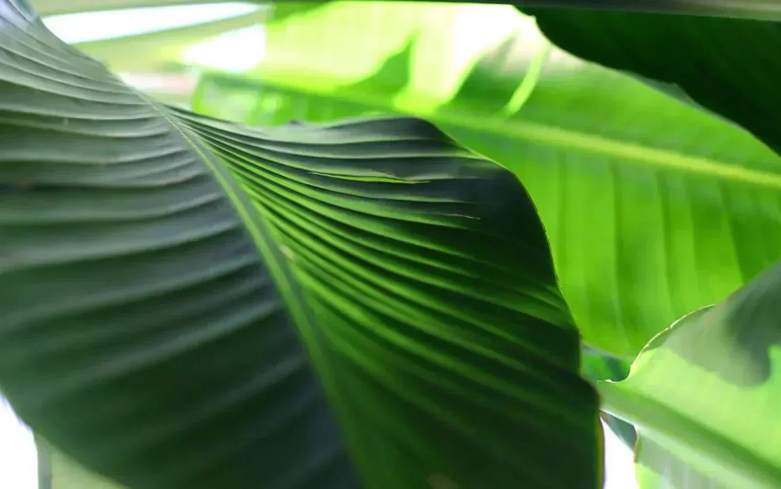 Birds of Paradise - Chive Ceramics Studio