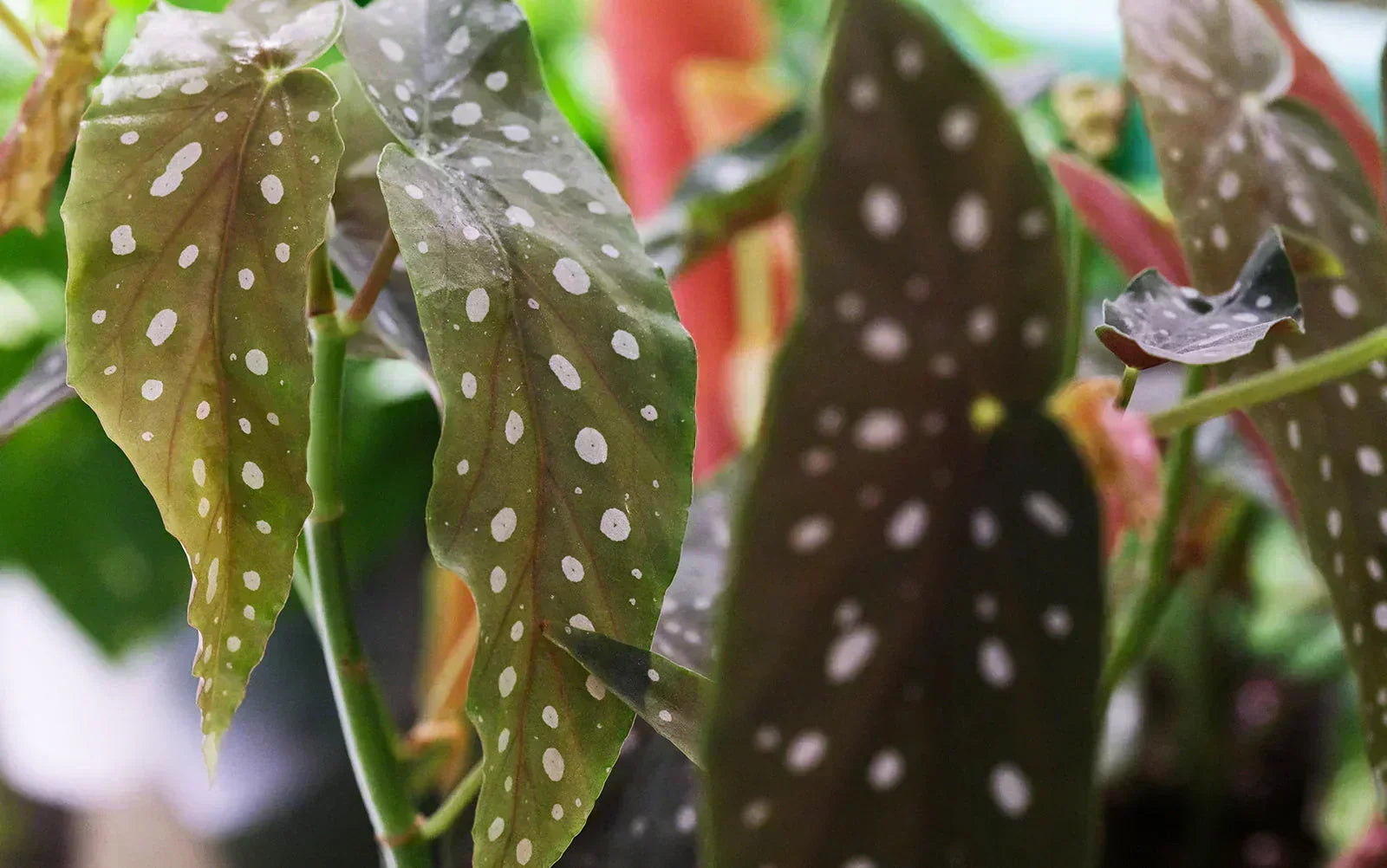 Begonia Plant Care: The Complete Guide