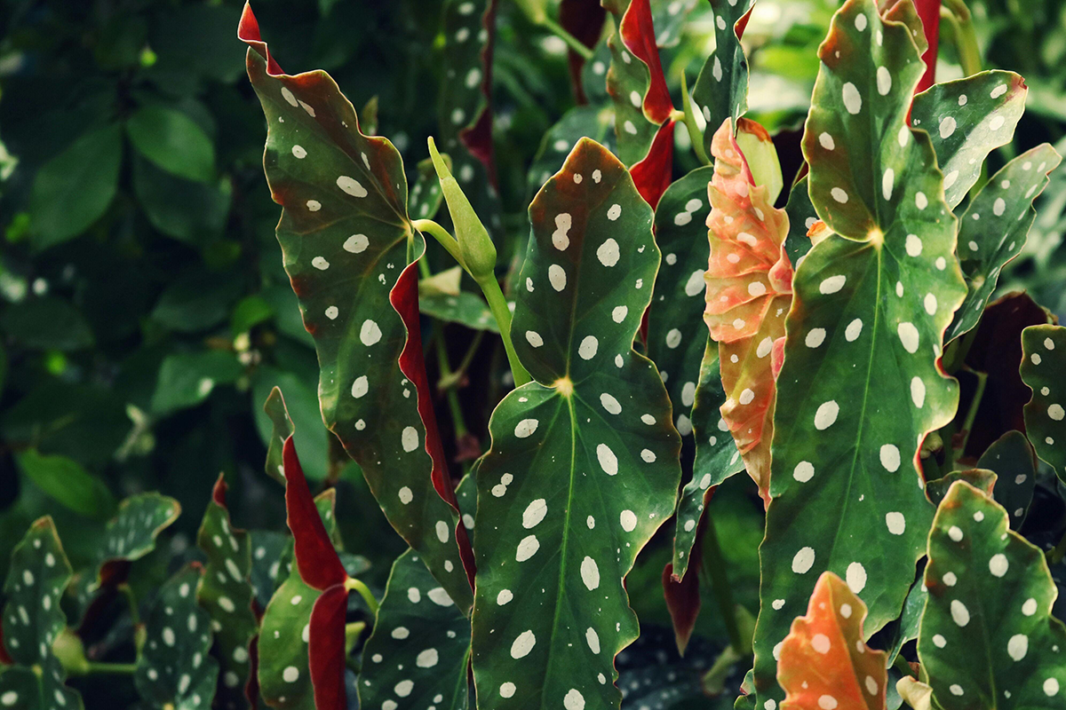 Polka dot begonia with green leaves and white spots - Begonia Care Guide by Chive Studio