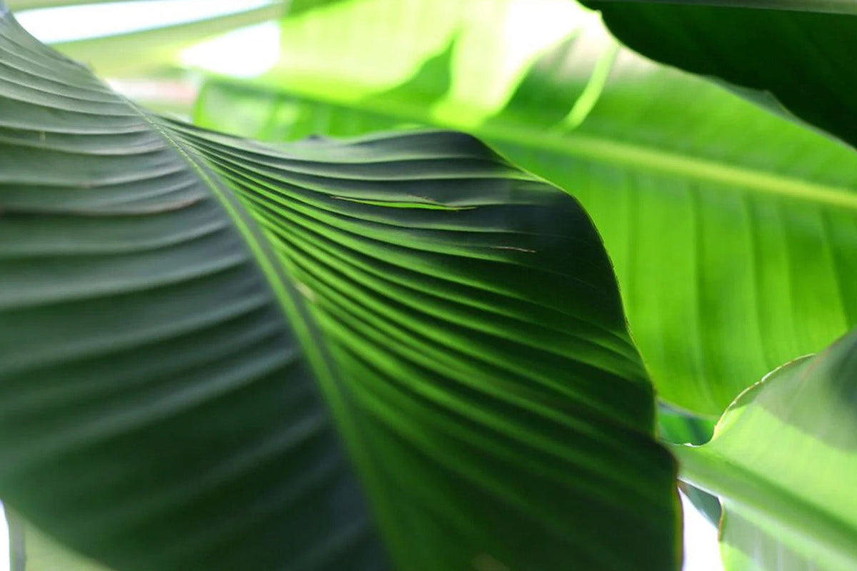 Close-up of large green bird of paradise leaves with prominent ribbed veins and soft natural light filtering through - Chive Studio