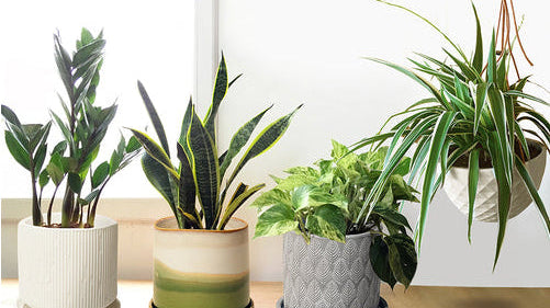 Thinking of becoming a plant parent? Easy Plants to Start with