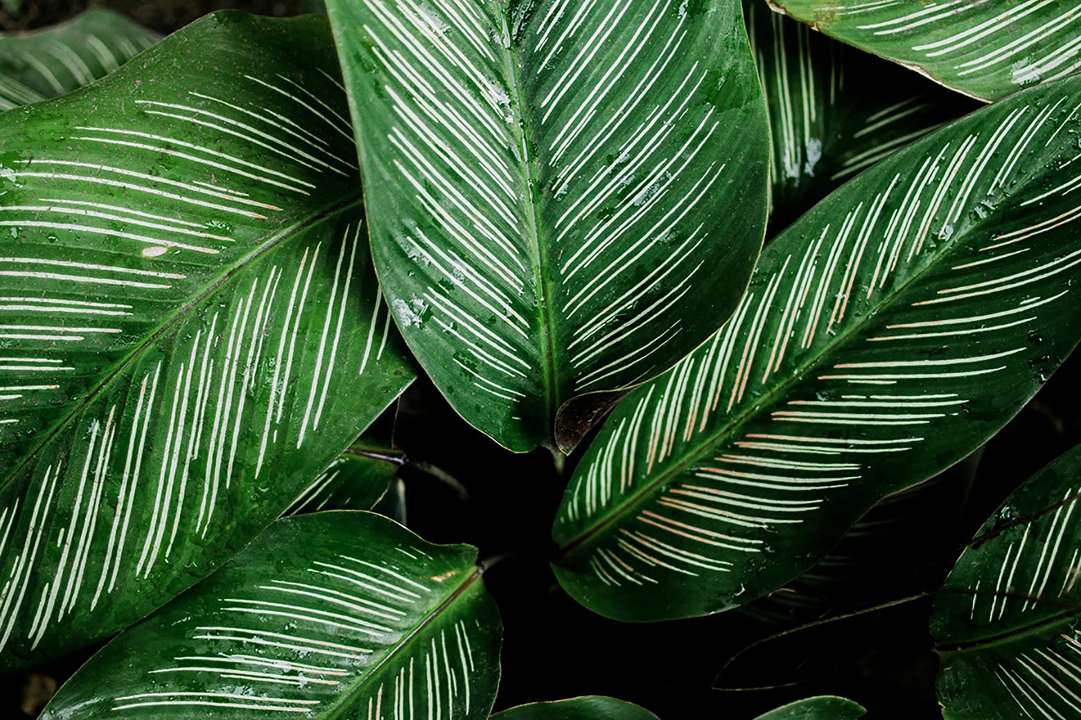 Calathea Care: The Complete Guide