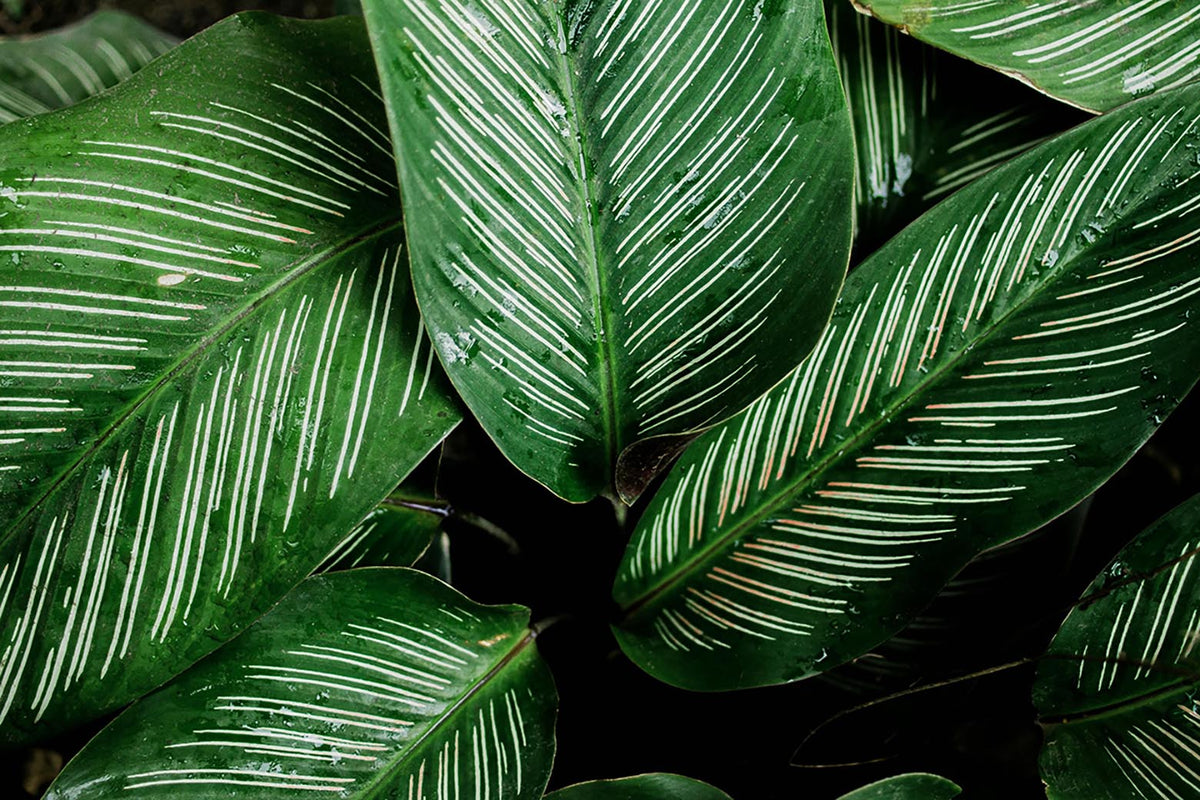 Calathea Care: The Complete Guide