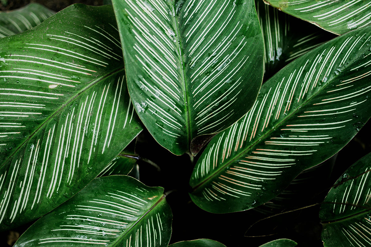 Calathea Plant Care: Beautiful, Difficult, Worth It