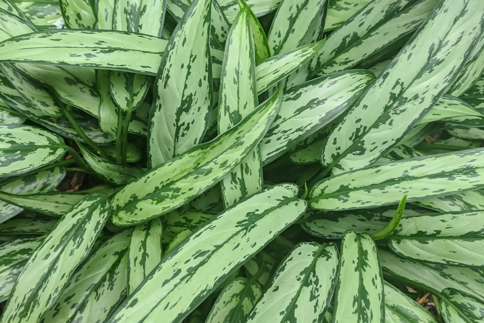 Close-up of a Chinese evergreen plant with long, broad green leaves featuring prominent light and dark green variegated patterns.