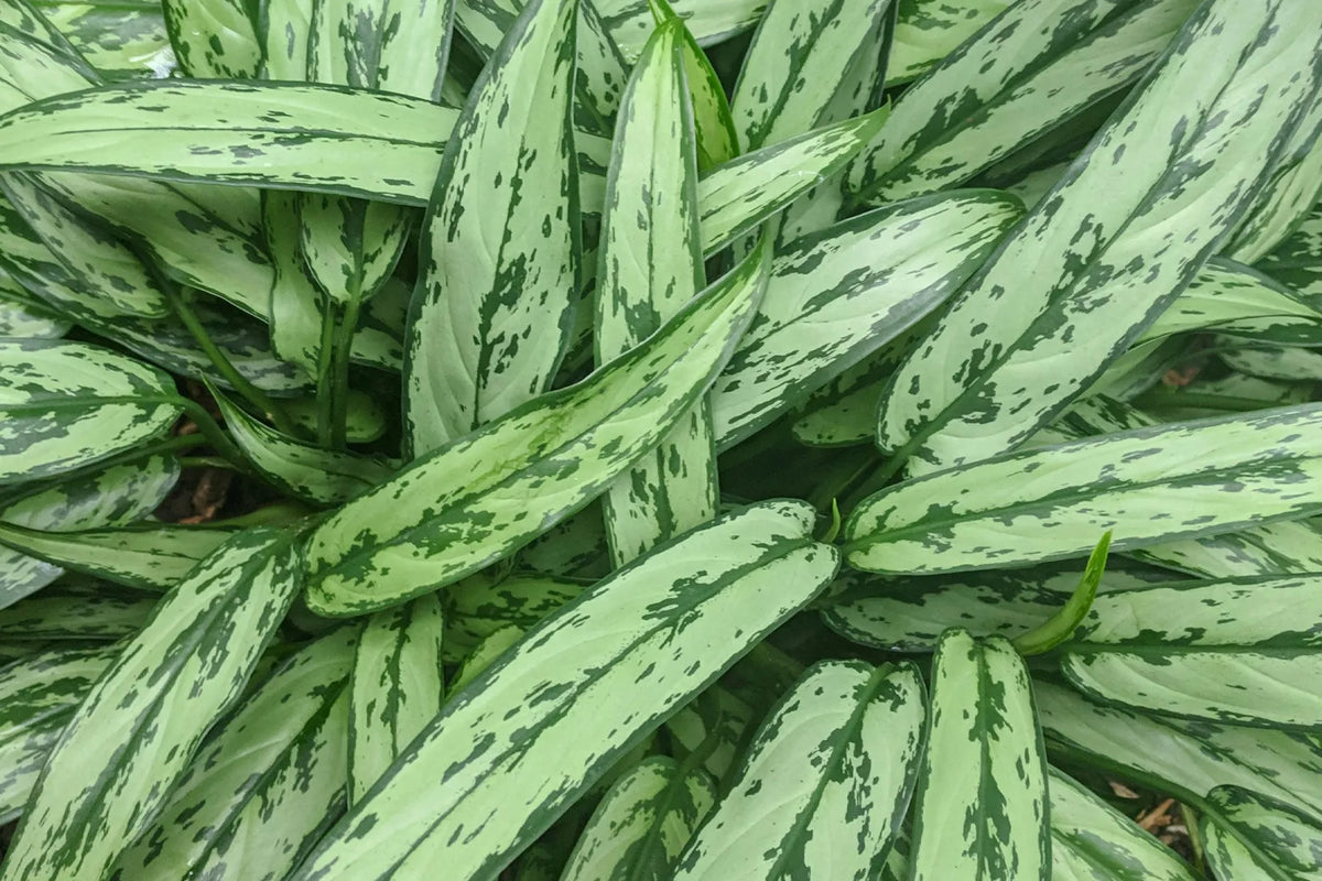 Close-up of a Chinese evergreen plant with long, broad green leaves featuring prominent light and dark green variegated patterns.