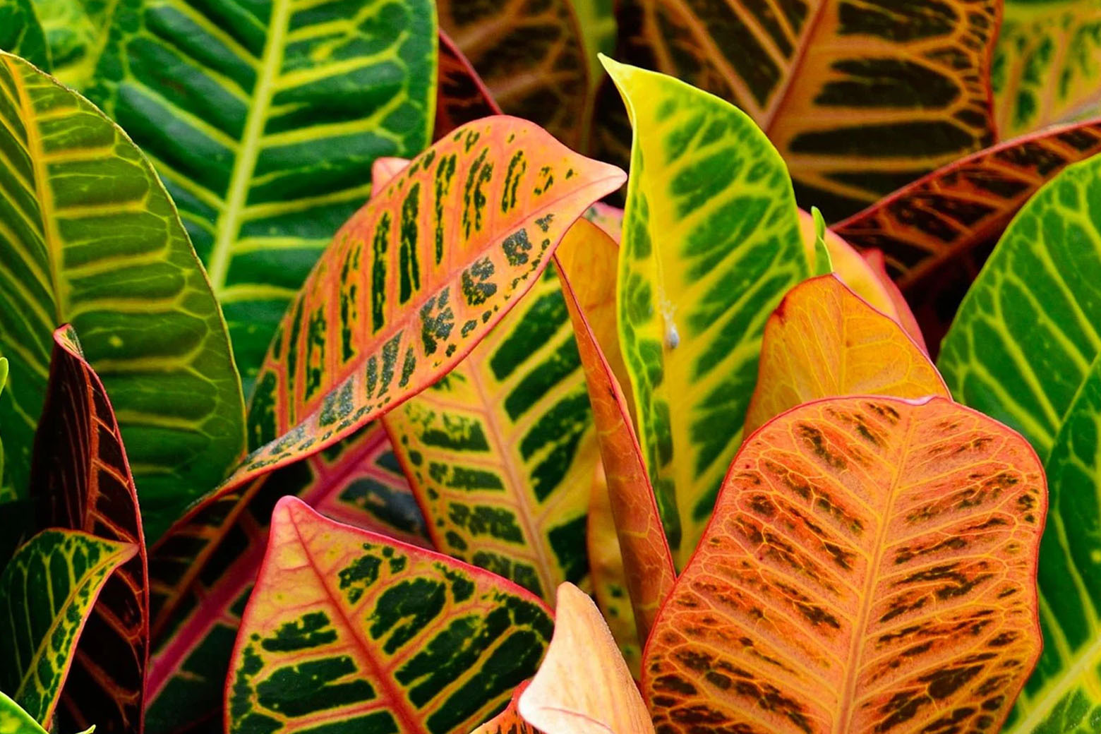 Close-up of Croton Plants showing vibrant orange and green leaves - Chive Studio