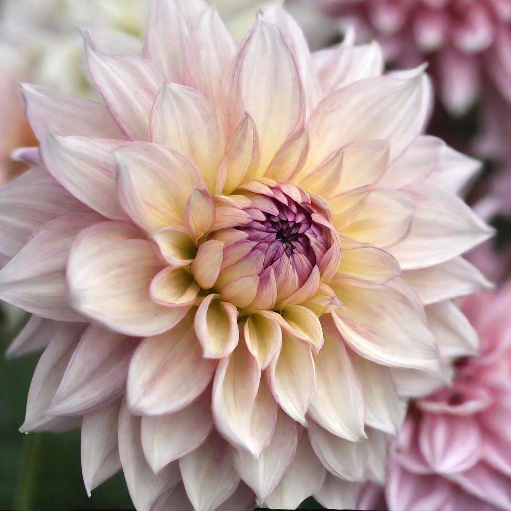 How to grow dahlias from seeds - Chive Ceramics Studio