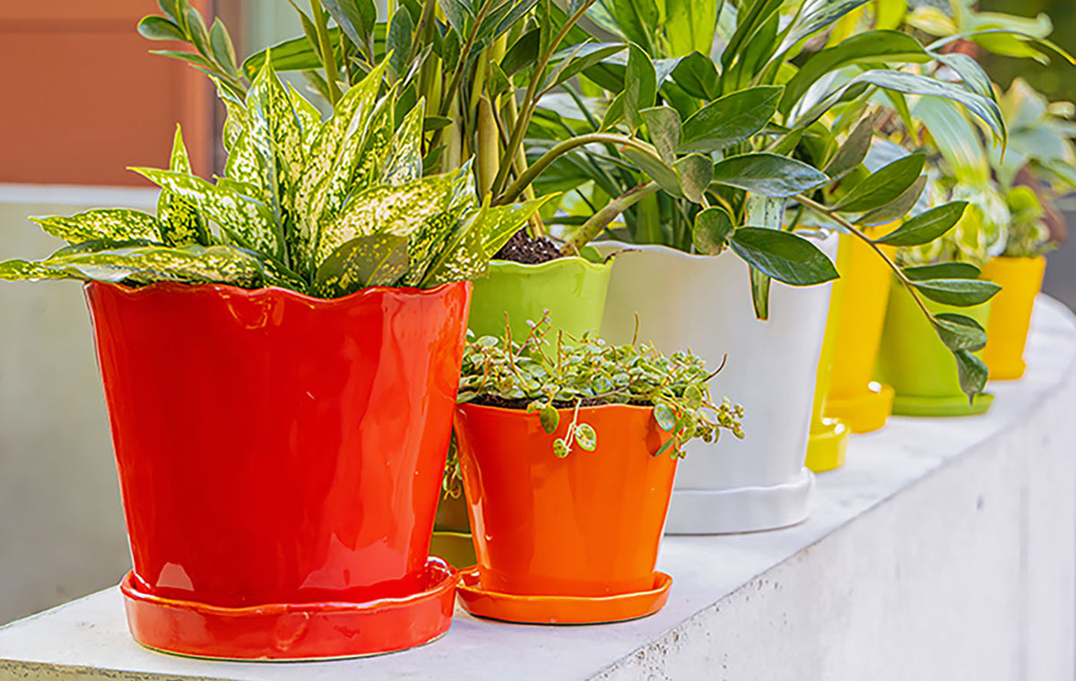 Do Plant Pots Need Drainage Holes? Yes. Here’s Why - Chive Studio, Toronto