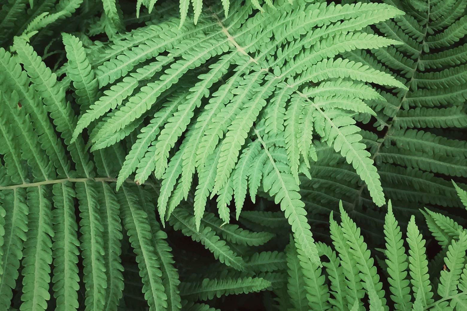 Close-up of fresh green leafy fern plant with prominent textured leaves - Chive Studio