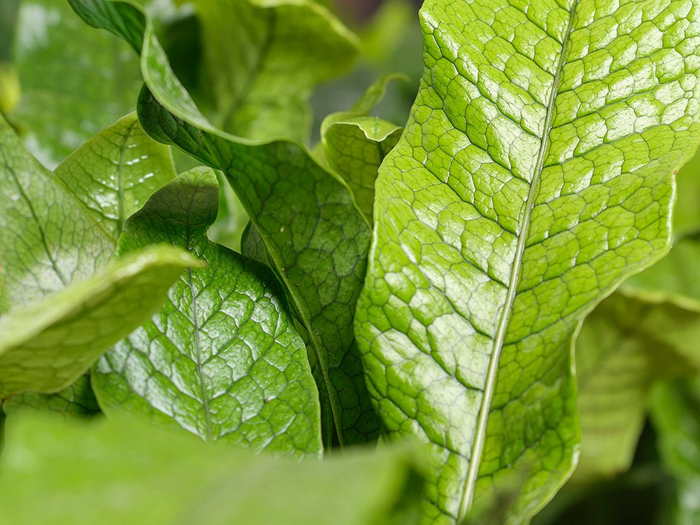 Fern - Chive Ceramics Studio