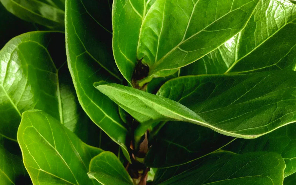 Ficus Care: Everything Your Ficus Isn't Telling You