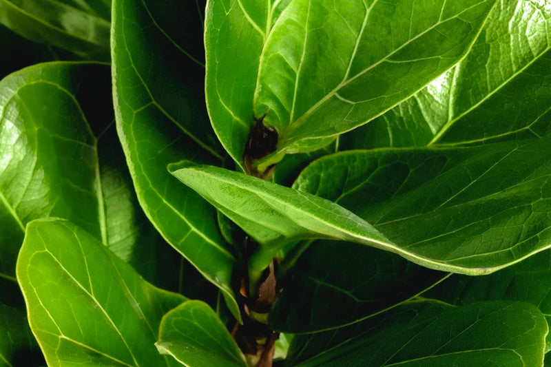 Close up of Ficus Houseplant showing vibrant green leaves and veins - Chive Studio
