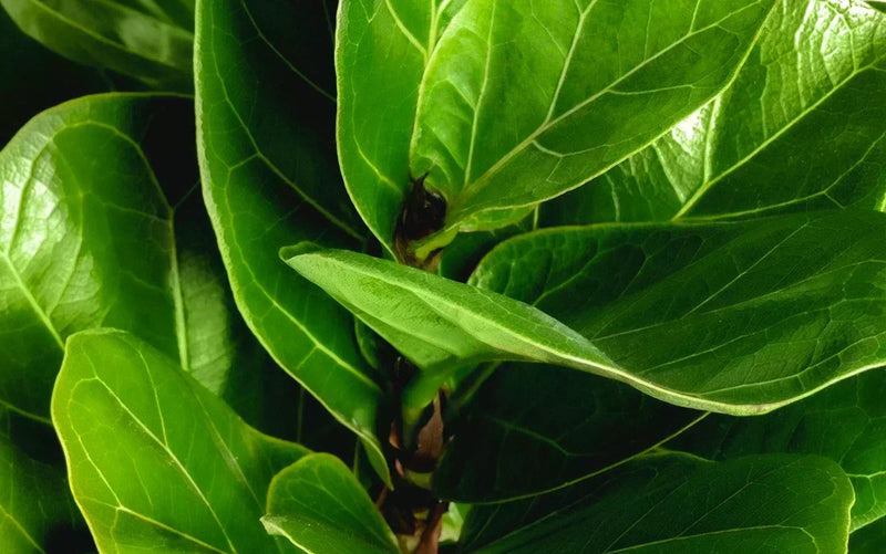 Ficus Care: Everything Your Ficus Isn't Telling You