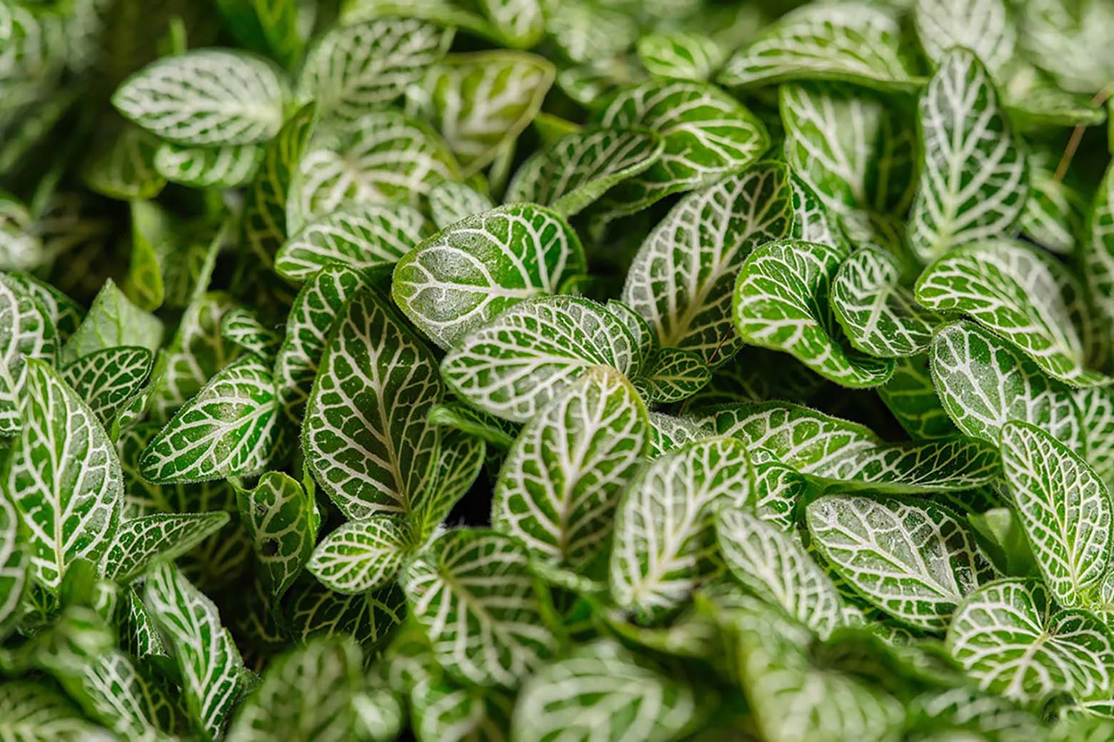 Close-up of Fittonia plants showing green leaves with white veins — Chive Studio