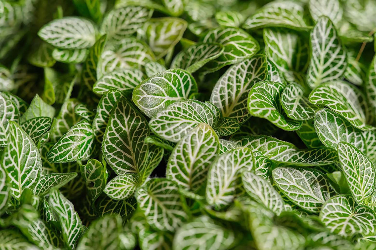 Fittonia (Nerve Plant) Care: Light, Water, Varieties - Chive Studio