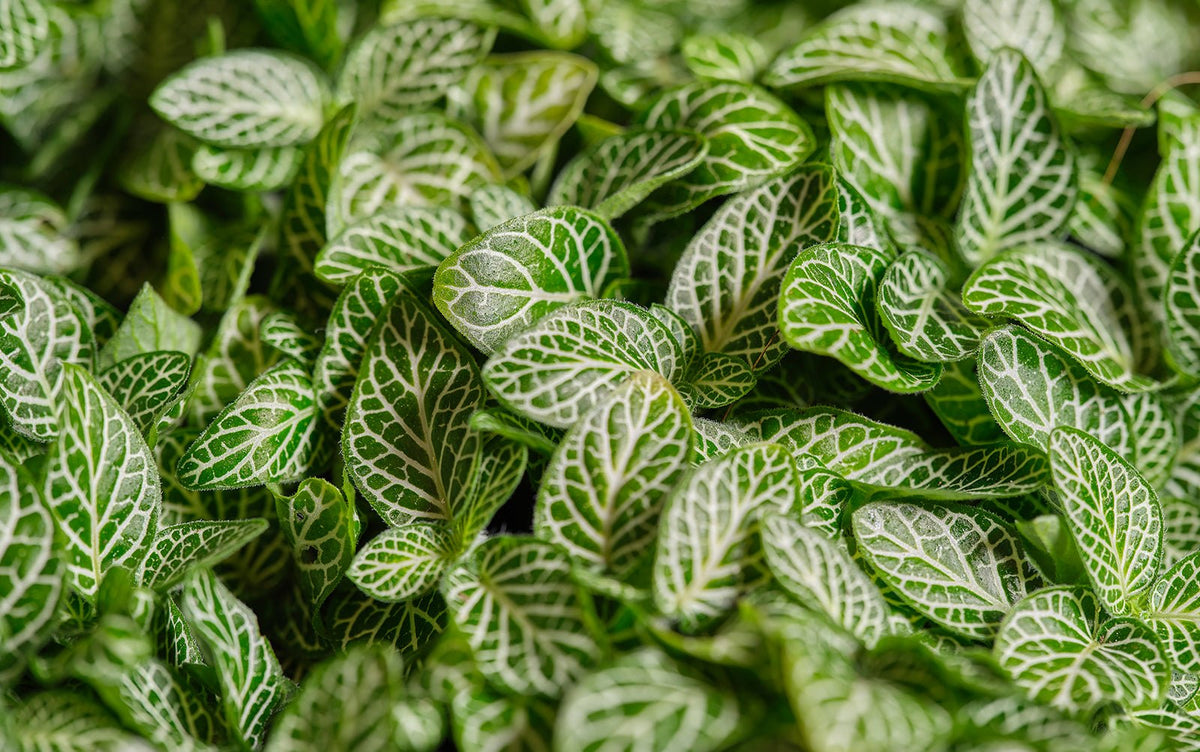 Chive Studio Fittonia plant care - close up of fittonia leaves showing white veins