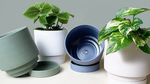 How to Find the Perfect Pot for Your Plant